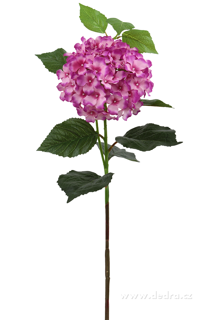 Hortenzie růžová, výška 88 cm