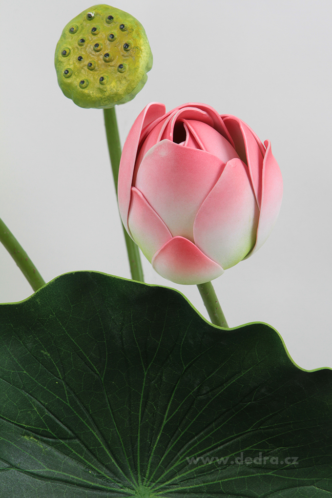DA8574-Lotosové súkvetia XXL ružové ateliérová kvetina