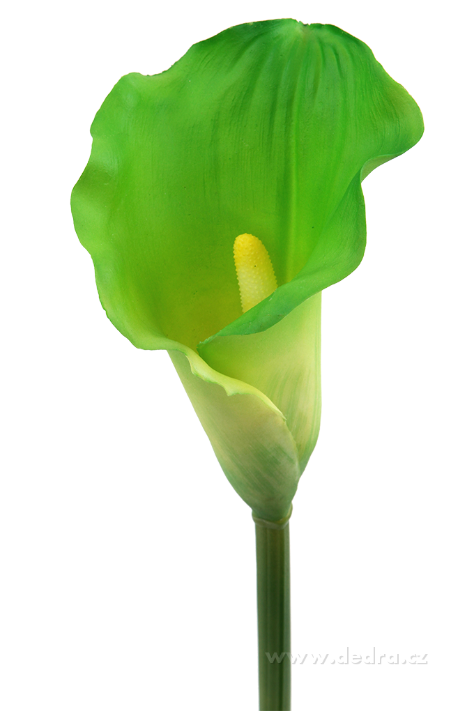 DA85674-Calla zelená výška 77 cm ateliérová kvetina