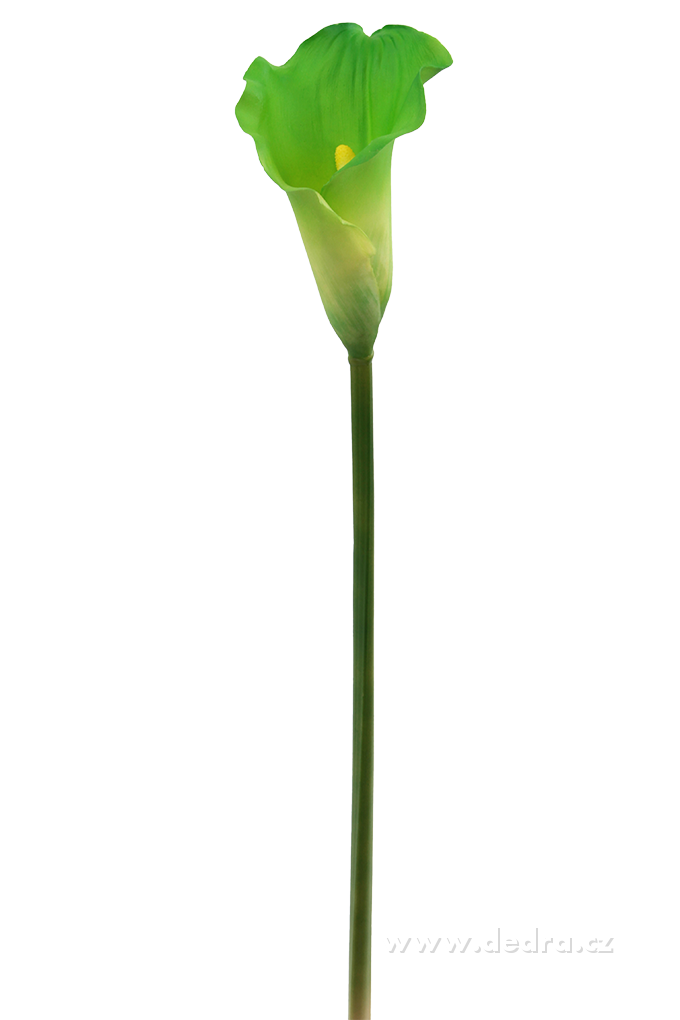 Calla zelená výška 77 cm ateliérová kvetina