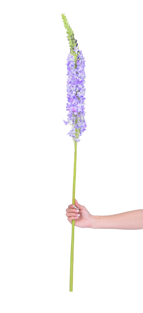 VERONICA modro-fialová, výška cca 130 cm ateliérová květina