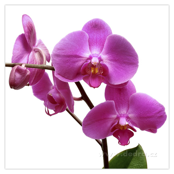 Obraz na plátně,  orchidea