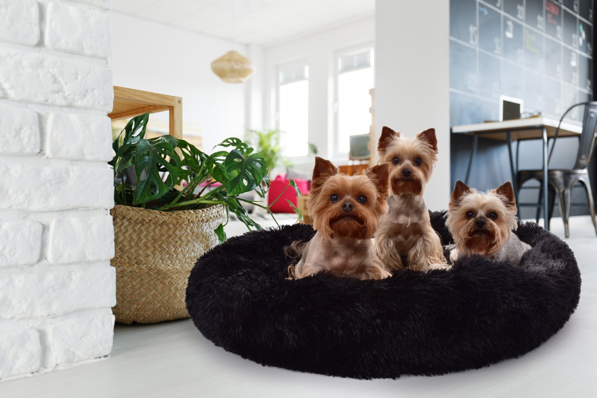 LAGOON VELVET mäkký pelech pre domácich miláčikov