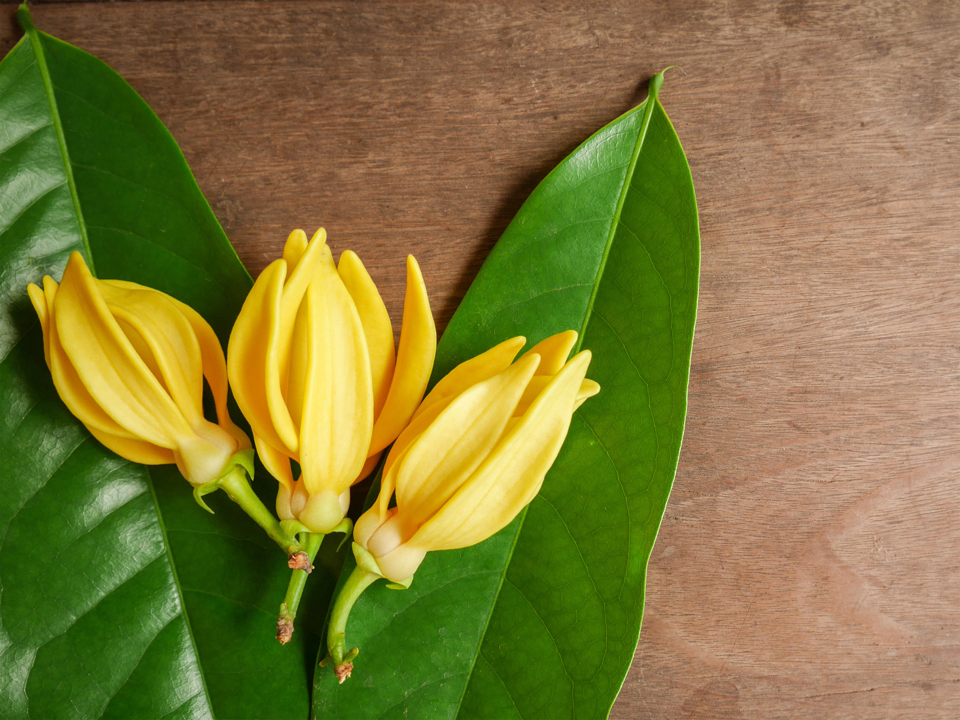 Votívna sójová vonná EKO sviečka PARFUMIA® YLANG YLANG