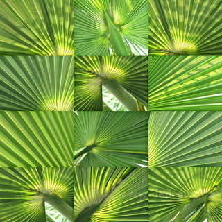 Levně LEAF MOSAIC | nástěnný obraz | 80 x 80 cm