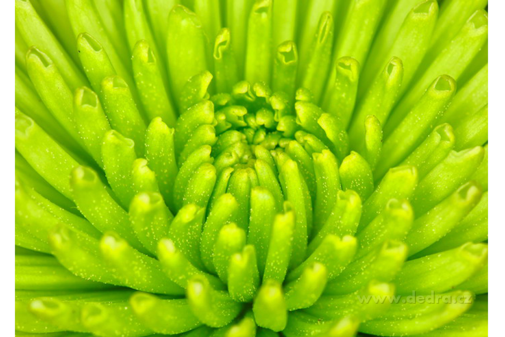 Obraz na plátne - green flower