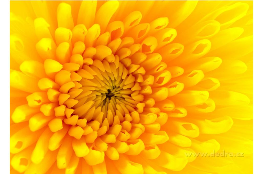 Obraz na plátne - yellow flower